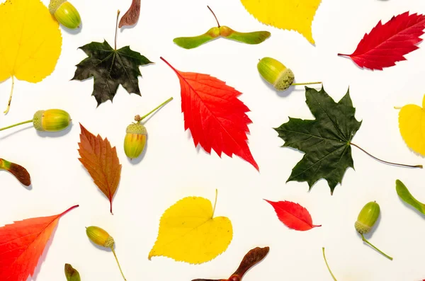 Bunte Herbstblätter und Eicheln auf weißem Hintergrund. Herbstblattmuster. Herbstkonzept — Stockfoto