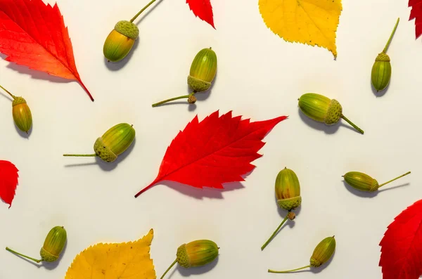 Bunte Herbstblätter und Eicheln auf weißem Hintergrund. Herbstblattmuster. Herbstkonzept — Stockfoto