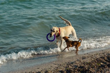 Beyaz Labrador Retriever ve sahilde oynayan küçük sevimli kırmızı köpek. Labrador'un dişleri mor bir yüzük var.