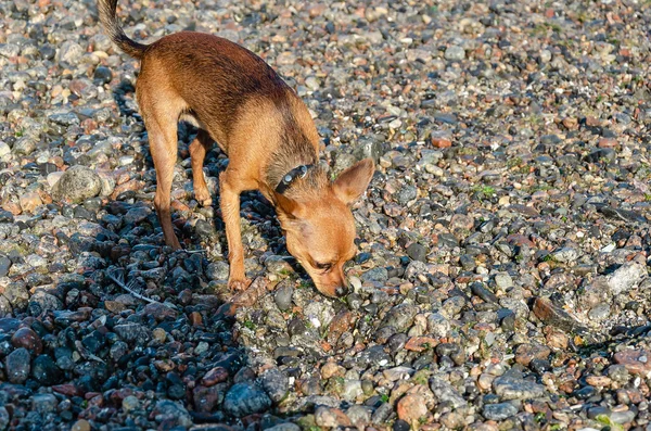 Little cute curious red dog sniffing pebbles ashore from the sea