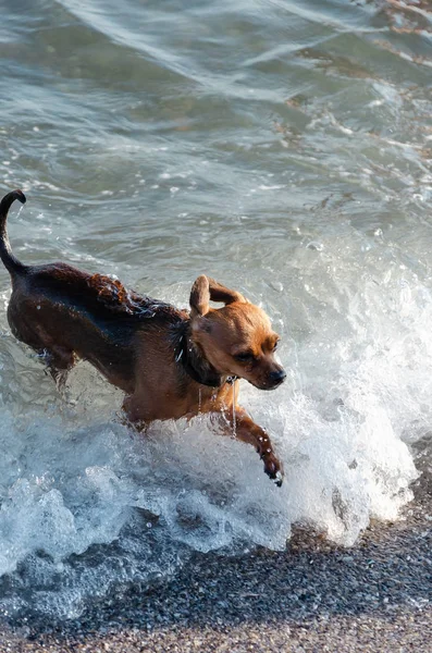 Pequeño perro rojo curioso lindo corriendo a tierra desde el mar —  Fotos de Stock