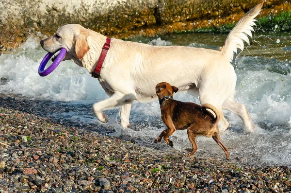 White Labrador Retriever y un perrito rojo jugando en la playa. Labrador lleva un anillo púrpura en los dientes —  Fotos de Stock
