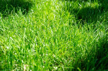Taze yeşil çim doku arka plan. Yeşil çimler güneşle aydınlatılmış. Closeup
