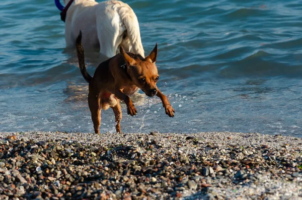 Pequeño perro rojo curioso lindo corriendo a tierra desde el mar. Perro con patas delanteras levantadas en un salto sobre un fondo de mar azul —  Fotos de Stock