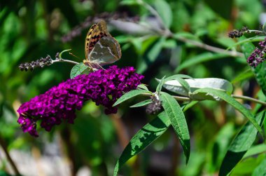 Buddleia veya Buddleja, Buddleia davidii güneşli bir yaz gününde çiçek yakın çekim. Yetişkin bir kelebek olgun bir Buddleia çiçek nektar zevk. Seçici odaklama
