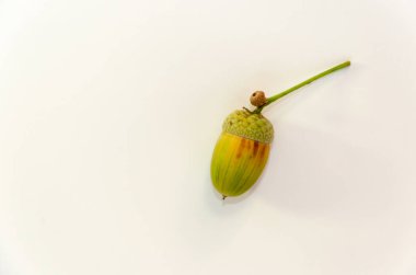 Beyaz arka planda bir taze yeşil meşe palamudu. Üst te. Kopyalama alanı