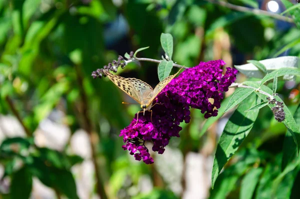 Primer plano de Buddleia o Buddleja, Buddleia davidii en flor en un día soleado de verano. Una mariposa adulta disfrutando del néctar de una flor madura de Buddleia. Enfoque selectivo — Foto de Stock