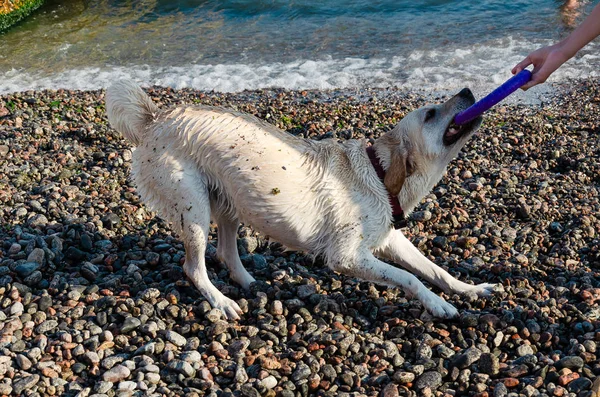 Un labrador blanco está tratando de quitarle el anillo púrpura de la mano de su amo. Juguetón perro feliz —  Fotos de Stock