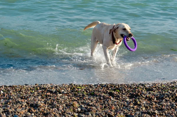 Labrador blanco recuperador nada en el mar. Juguetón feliz perro osos púrpura anillo —  Fotos de Stock