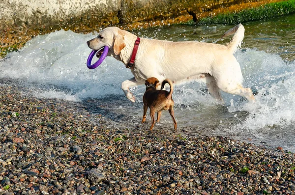 Blanco Labrador Retriever y un lindo perro rojo curioso jugando en la playa —  Fotos de Stock