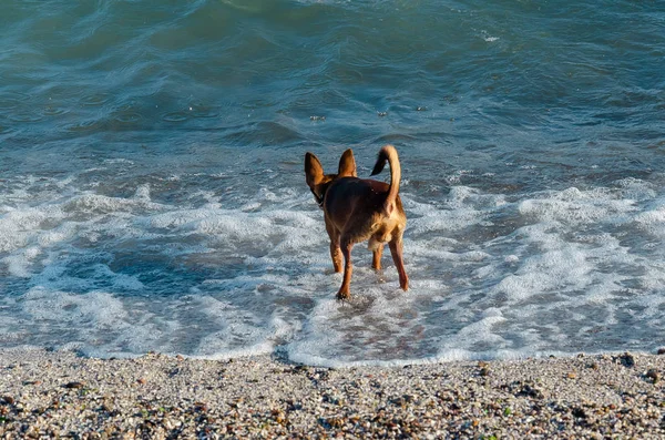 Pequeño perro rojo curioso lindo de pie hacia atrás y mirando al mar. Perro macho. Vista trasera —  Fotos de Stock