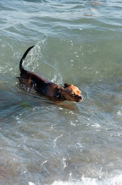 Kleine schattige nieuwsgierige rode hond zwemmen aan wal — Stockfoto