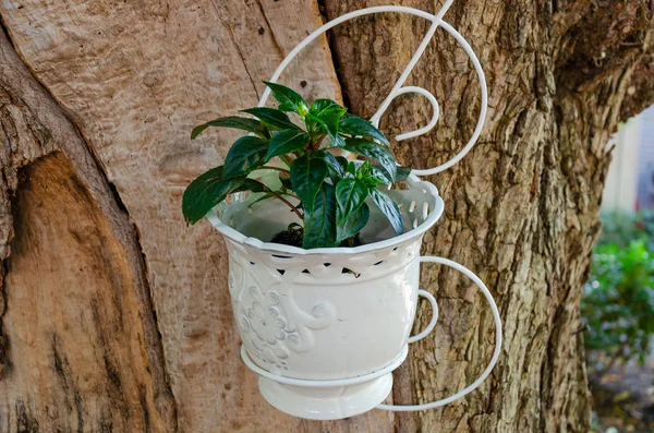 Pot de fleurs blanc avec une plante verte fraîche et juteuse, montée sur un énorme tronc d'arbre. Gros plan — Photo