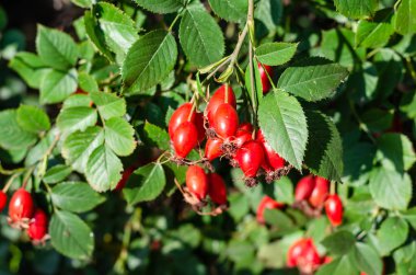 Güneşli bir günde olgun kırmızı çilek ile kuşburnu çalı. Bir daldaki gül kalçalarının yakın çekim. Köpek gül meyveleri. Açık havada