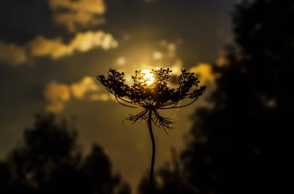 Flor contra el sol poniente. El sol poniente yace sobre un paraguas de una planta. Colores pastel. Enfoque selectivo. Al aire libre — Foto de Stock