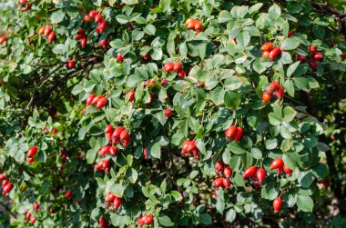 Güneşli bir günde olgun kırmızı çilek ile kuşburnu çalı. Bir dalda gül kalçaları. Köpek gül meyveleri. Açık havada