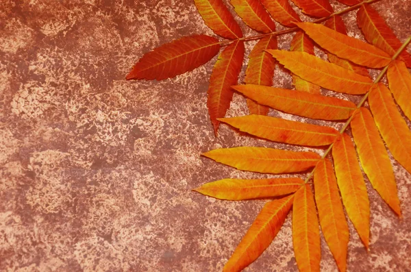 Hallo Herbstkonzept. Herbsthintergrund. Herbst bunte Blätter auf braunem Vintage-Hintergrund. Kopierraum. Ansicht von oben — Stockfoto