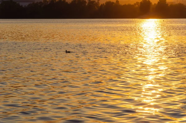 Belo pôr-do-sol sobre o rio. O caminho solar na superfície da água e um pato. Reflexão do pôr-do-sol — Fotografia de Stock