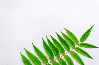 Parlak yeşil ailanthus beyaz bir arka plan üzerinde bırakır. İlkbahar veya yaz soyut arka plan. Düz yatıyordu, üstten bak. Kopyalama alanı