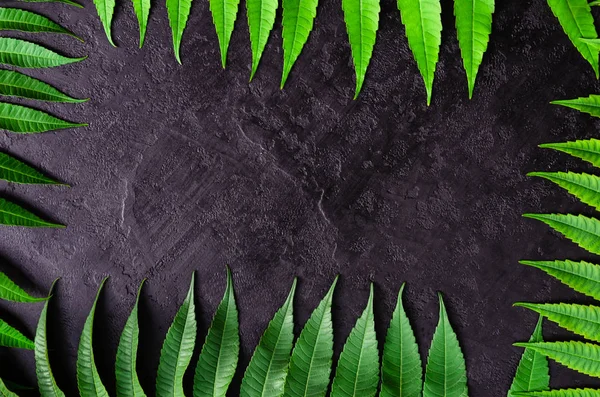 Cornice di foglie verde brillante su sfondo nero. Sfondo astratto per il design. Layout piatto, vista dall'alto, spazio di copia — Foto Stock