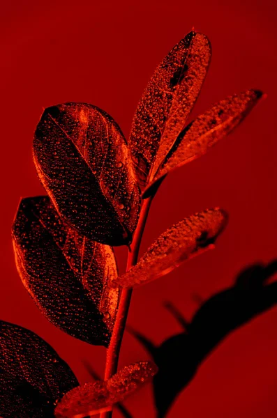 Hoja de Zamioculcas con gotas de agua. Una sola rama fresca en colores vivos y vivos sobre un fondo rojo. Arte conceptual. Surrealismo mínimo. Primer plano — Foto de Stock
