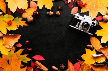 Sonbahar kompozisyonu. Sonbahar yaprakları, meşe palamutları, kestaneler, kozalaklar, anason yıldızları, rowan üzümleri ve siyah arka planda eski bir fotoğraf makinesi. Yuvarlak çerçeve. Düz yatıyordu. Uzayı kopyala Üst görünüm