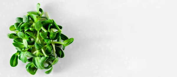 Verdes orgânicos brotos de girassol jovens no fundo branco. Conceito de alimentação saudável. Comida saudável. Vista superior. Espaço para cópia. Banner — Fotografia de Stock