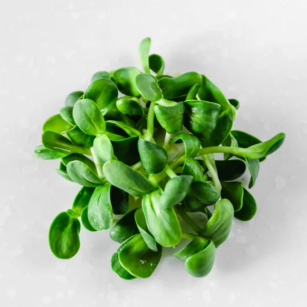 Verdes orgânicos brotos de girassol jovens no fundo branco. Conceito de alimentação saudável. Comida saudável. Fechar. — Fotografia de Stock