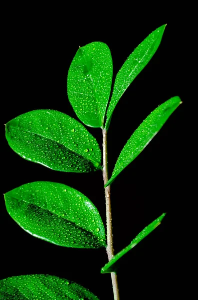 Zamioculcas su damlaları ile yeşil dal. Siyah bir arka plan üzerinde tek taze yaprak. Closeup — Stok fotoğraf