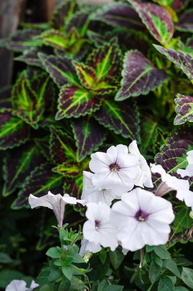 Patterned green-purple Coleus leaves and white petunia flowers on a flowerbed. Closeup — ストック写真