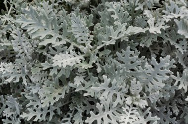 Dusty Miller, Silver Ragwort, Silver dust veya Jacobaea maritima. Gümüş yapraklı arka plan. - Yakın çekim. Üst görünüm