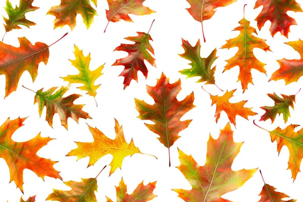 Nahtloses Muster herbstlicher Eichenblätter isoliert auf weißem Hintergrund. helle mehrfarbige Eichenblätter — Stockfoto