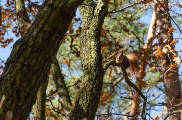 Curieux écureuil mignon sur l'arbre dans le parc d'automne. Gros plan — Photo
