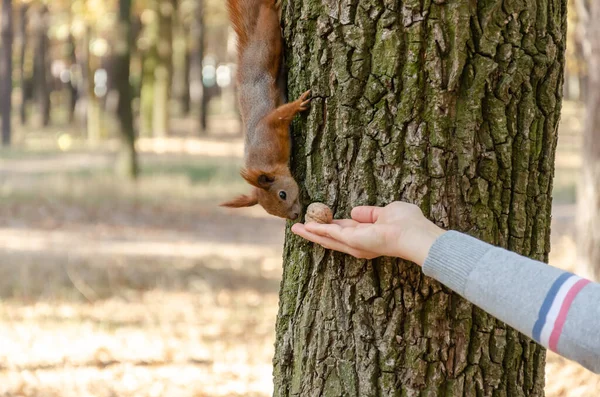 Fütterung von Eichhörnchen im Herbstpark. weibliche Hand, die einem Eichhörnchen eine Walnuss gibt. Nahaufnahme — Stockfoto