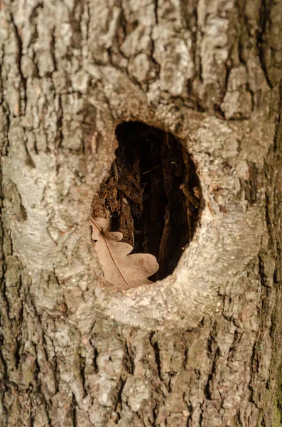 Hueco en el árbol. Hoyo con hoja de roble seco en tronco de árbol — Foto de Stock