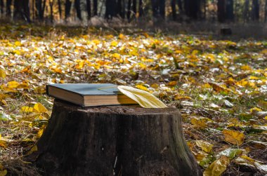 Kitap ve sarı yapraklar sonbahar ormanlarında ya da parklarda bir kütüğe düşer. Güneşli bir Ekim gününde, hafta sonu parkta. Sonbahar arkaplanı. Yakın çekim.