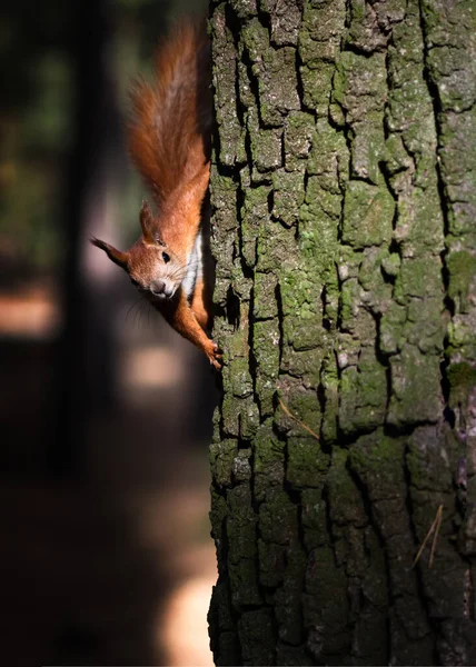 Nyfiken Fluffig Röd Ekorre Trädstammen Parken Eurasiatisk Röd Ekorre Mjukt — Stockfoto