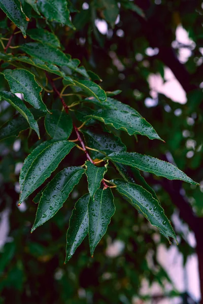 雨后有水滴的新鲜绿叶 自然背景 纵向方向 — 图库照片