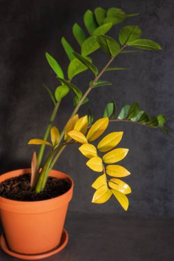Çiçek hastalığı. Kahverengi çiçek saksısında sarı yapraklı siyah arka planda Zamioculcas. Kapalı alanda bitki yetiştirme ve bakım kavramı. - Yakın çekim. Dikey yönelim