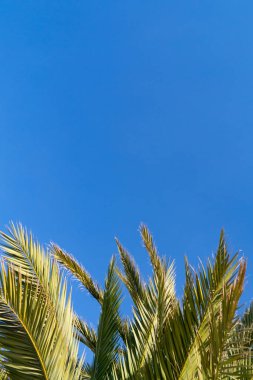 Mavi gökyüzü karşı egzotik palmiye ağacı yaprakları