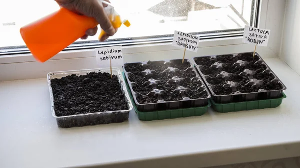 Several plastic containers with garden soil. Planted seedlings-Image