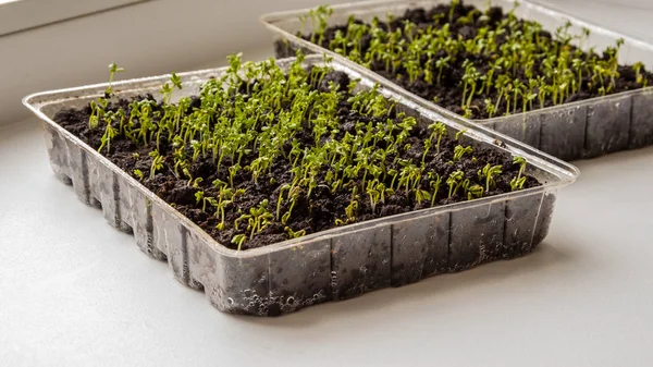 Салат ростки растут в помещении-изображение — стоковое фото