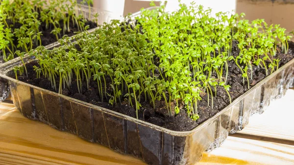 Свежие салаты, растущие в помещении - изображение — стоковое фото