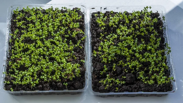 Салат растет на подоконнике. Органические растительные образы — стоковое фото