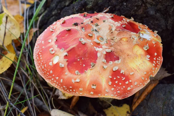 Gevaarlijke kleurrijke amanita in bos onder boom — Stockfoto