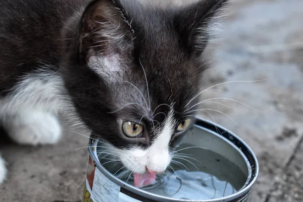 Sevimli siyah kedicik içecekler su metal diliyle olabilir