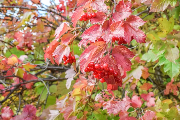 Červené šťavnaté bobule Kalina na větvi s červenými listy na podzim v lese zblízka — Stock fotografie