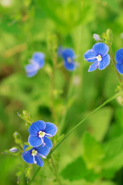 Blue flower in grass with green background closeup — Stock Photo, Image