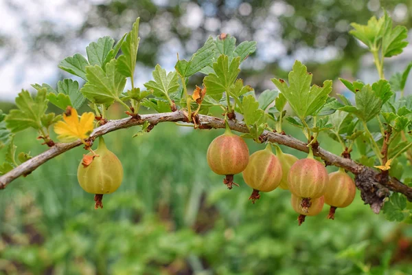 A long bunch of fresh gooseberry at summer — Stock Photo, Image