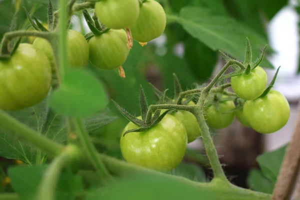 Yaz bir şubesine sera içinde taze yeşil domates